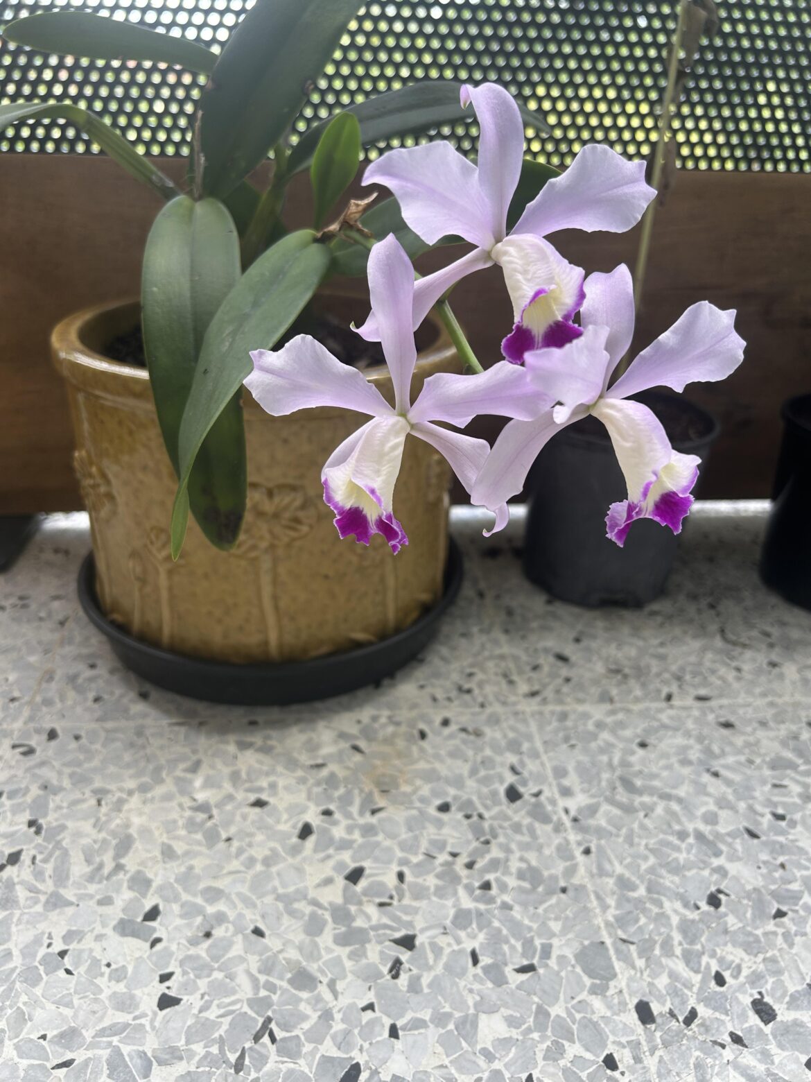 My housemate got her first orchid blood… so proud