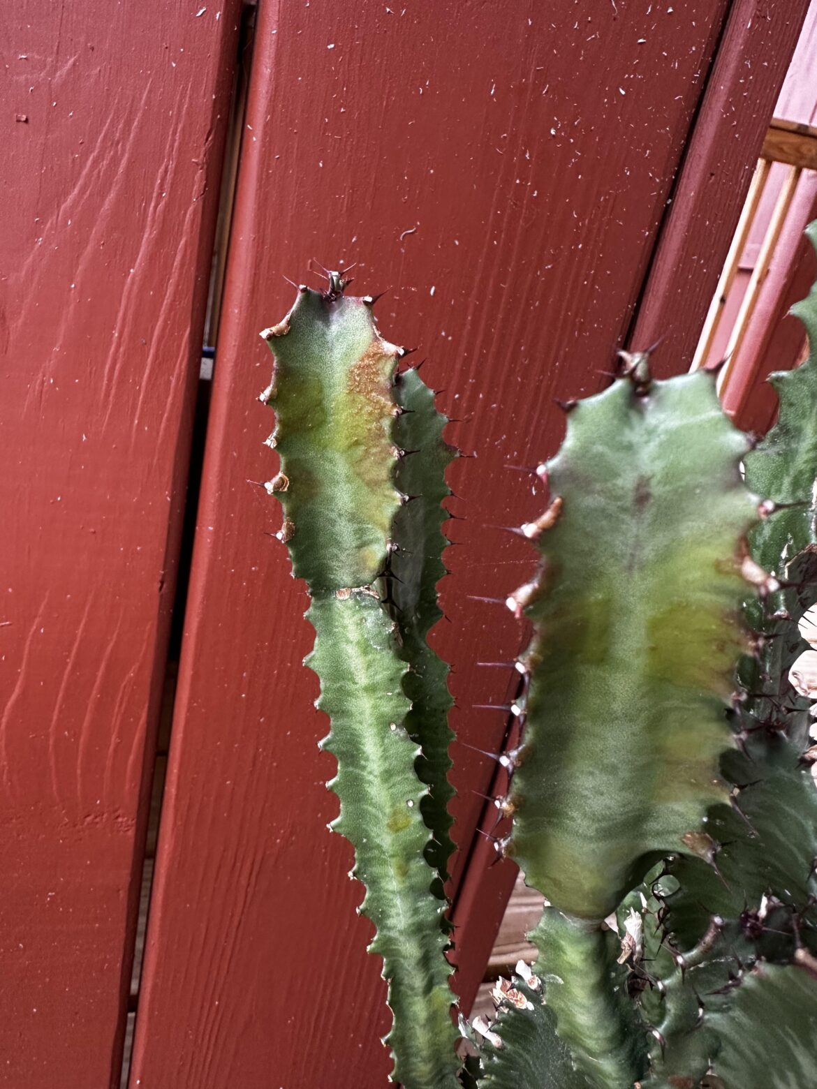 What’s wrong with my Euphorbia trigona