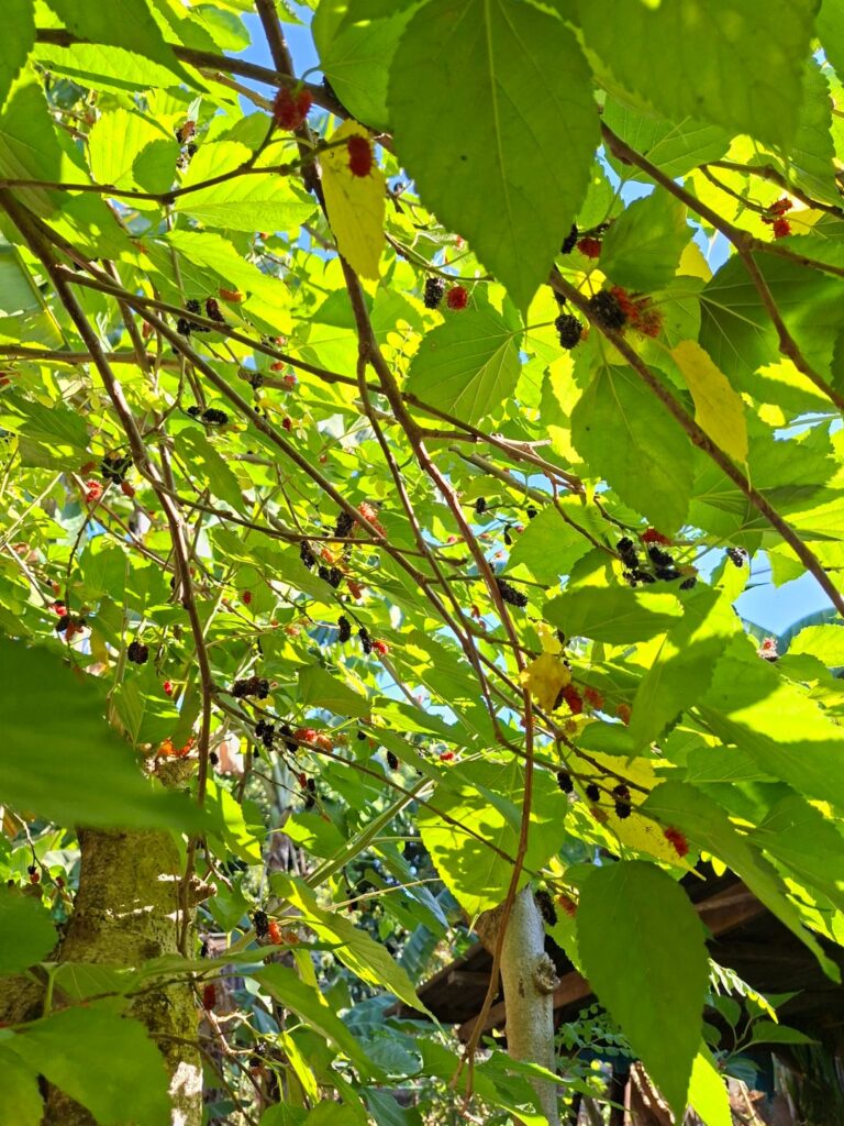 Mulberries