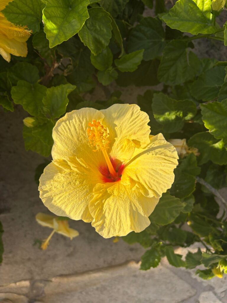 Can you guess where I’m from with these flowers?