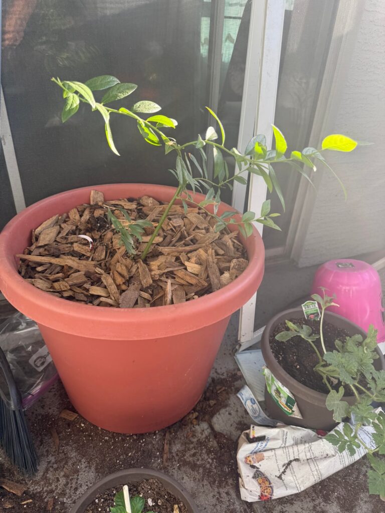 Help with pruning