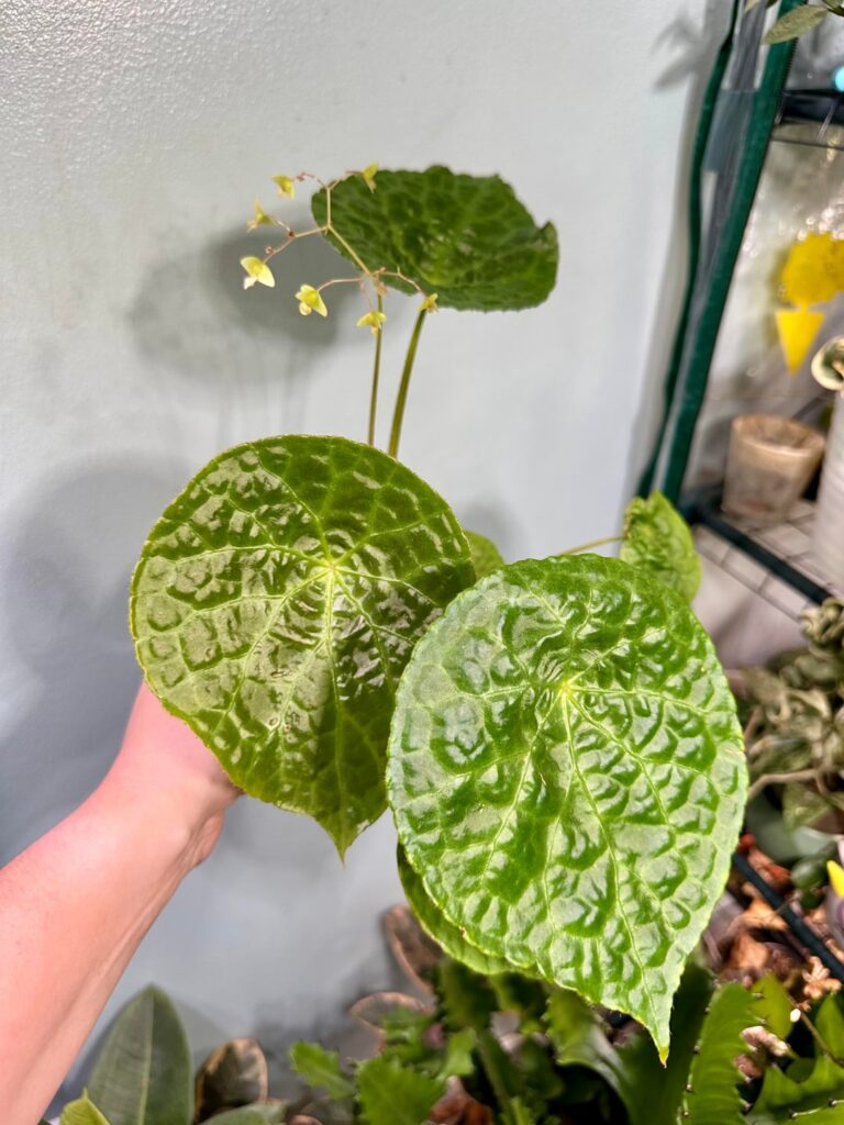 My newest baby begonia natunaensis