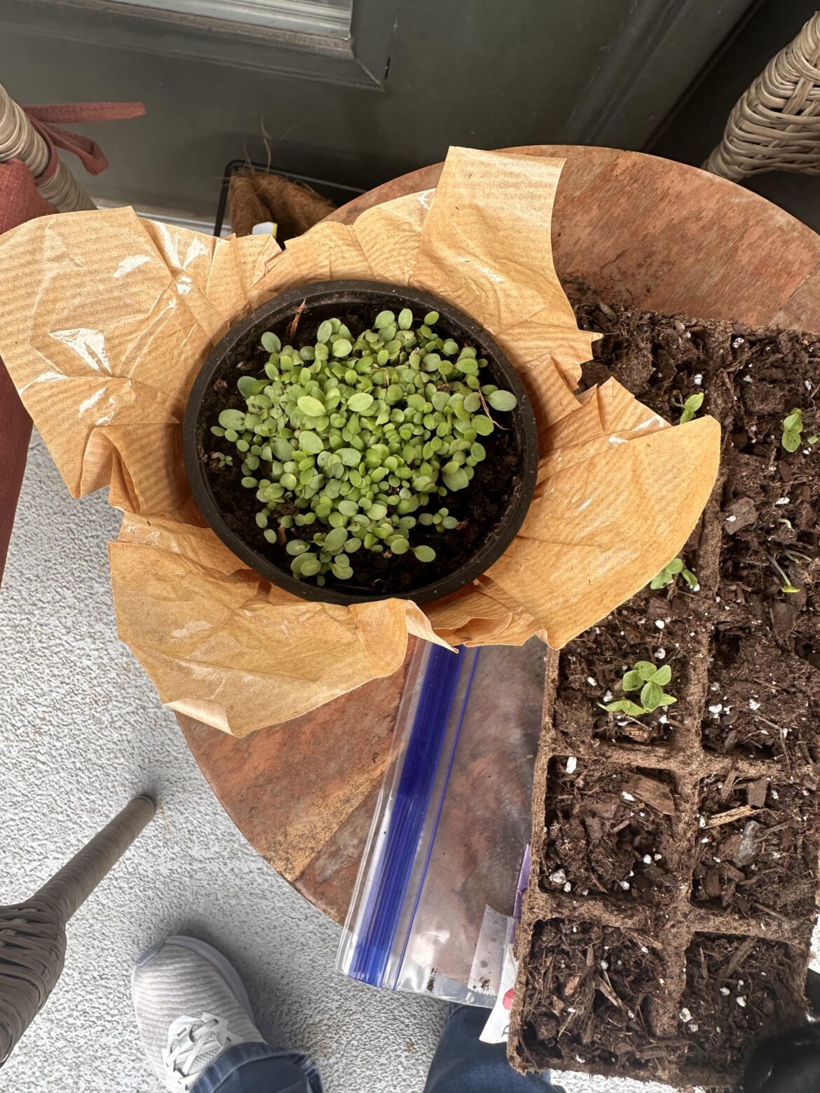 How to help young patio plants survive the coming summer heat