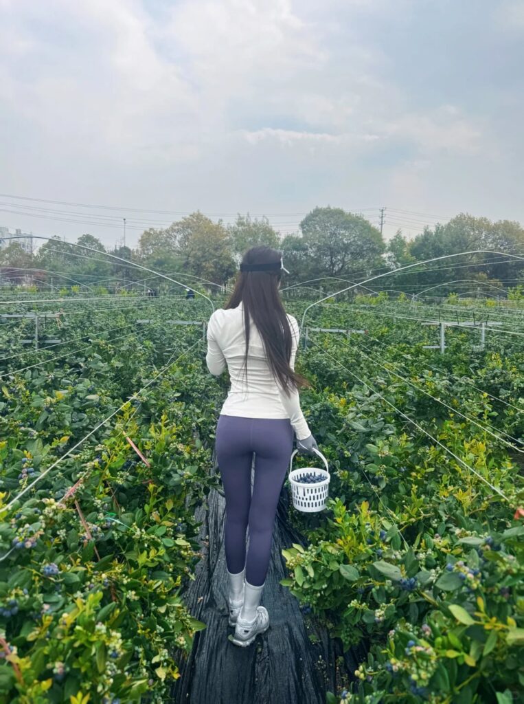 There are many blueberries in the orchard.