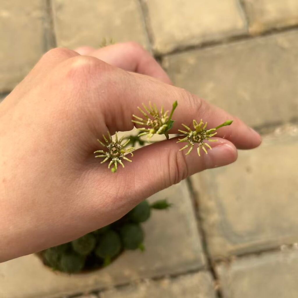 Euphorbia globosa is blooming!