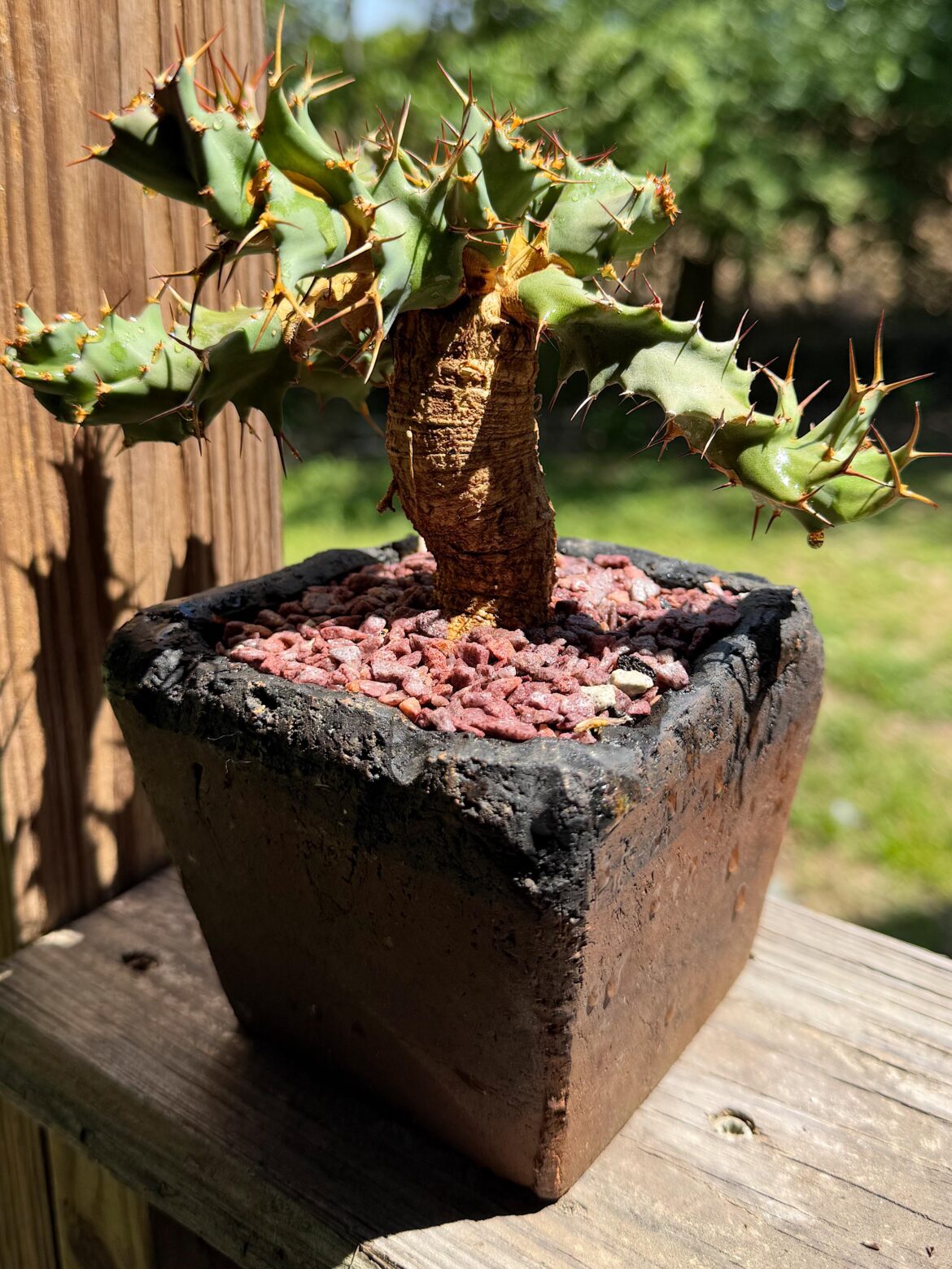 euphorbia tortirama