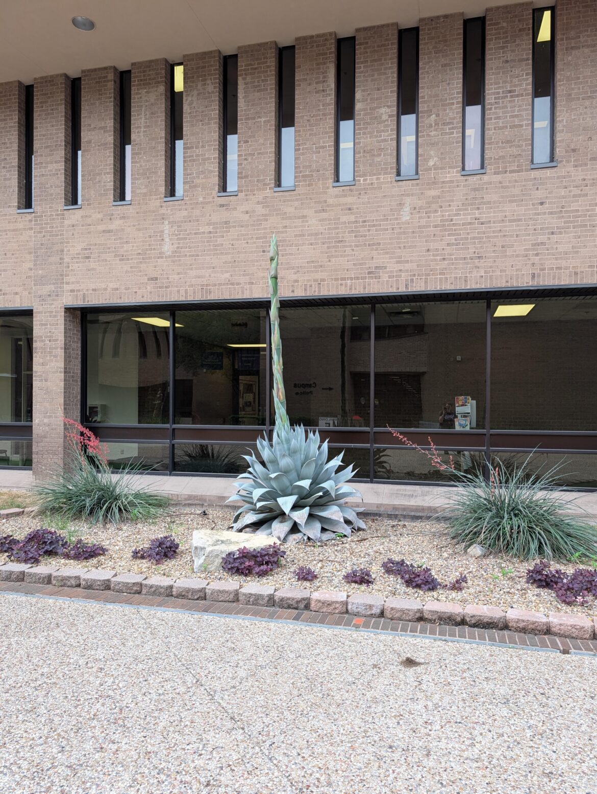 Check out this giant guy at my school!