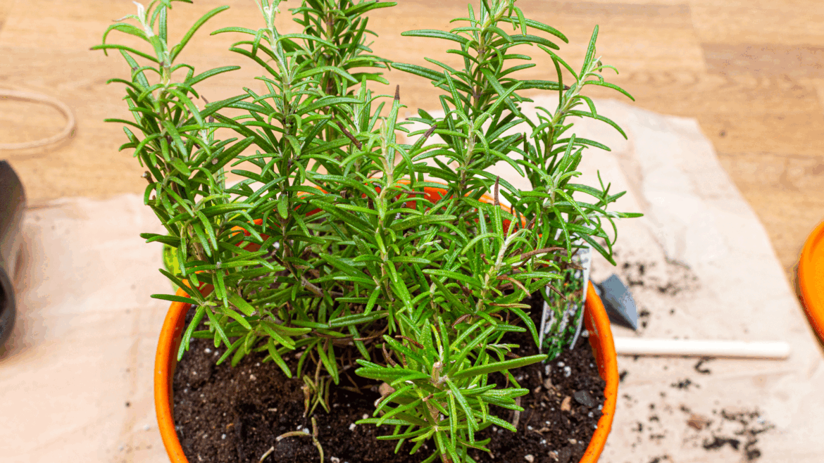 How to revive a woody rosemary plant Rosemary plant in terracotta pot