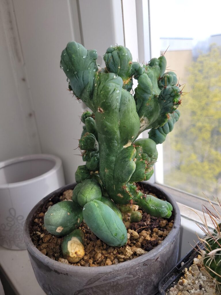 🌵 My first TBMc!! 🌵