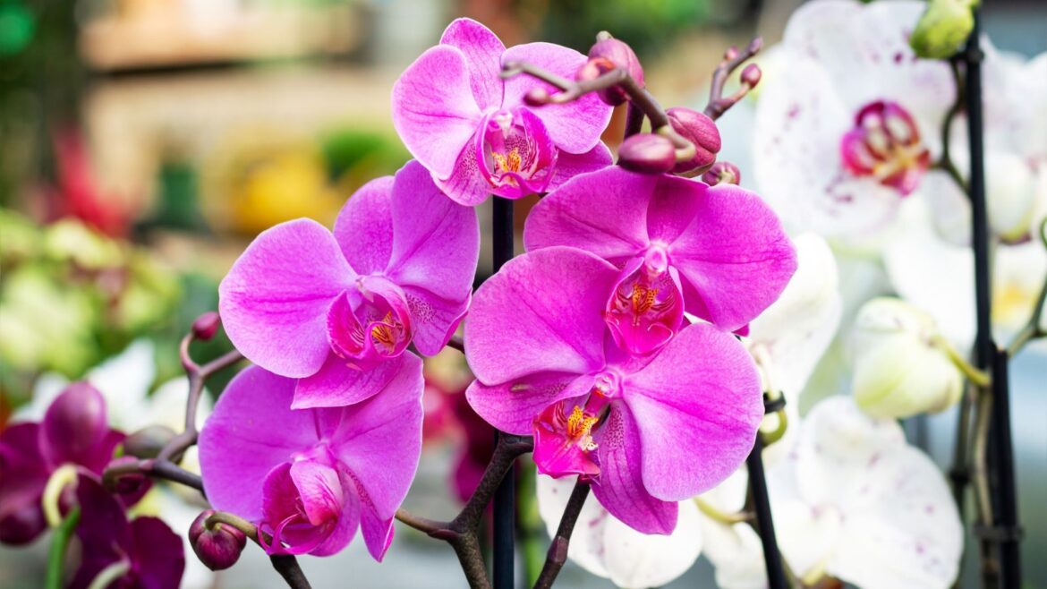 This is What Your Favorite Orchid Says About You Orchids