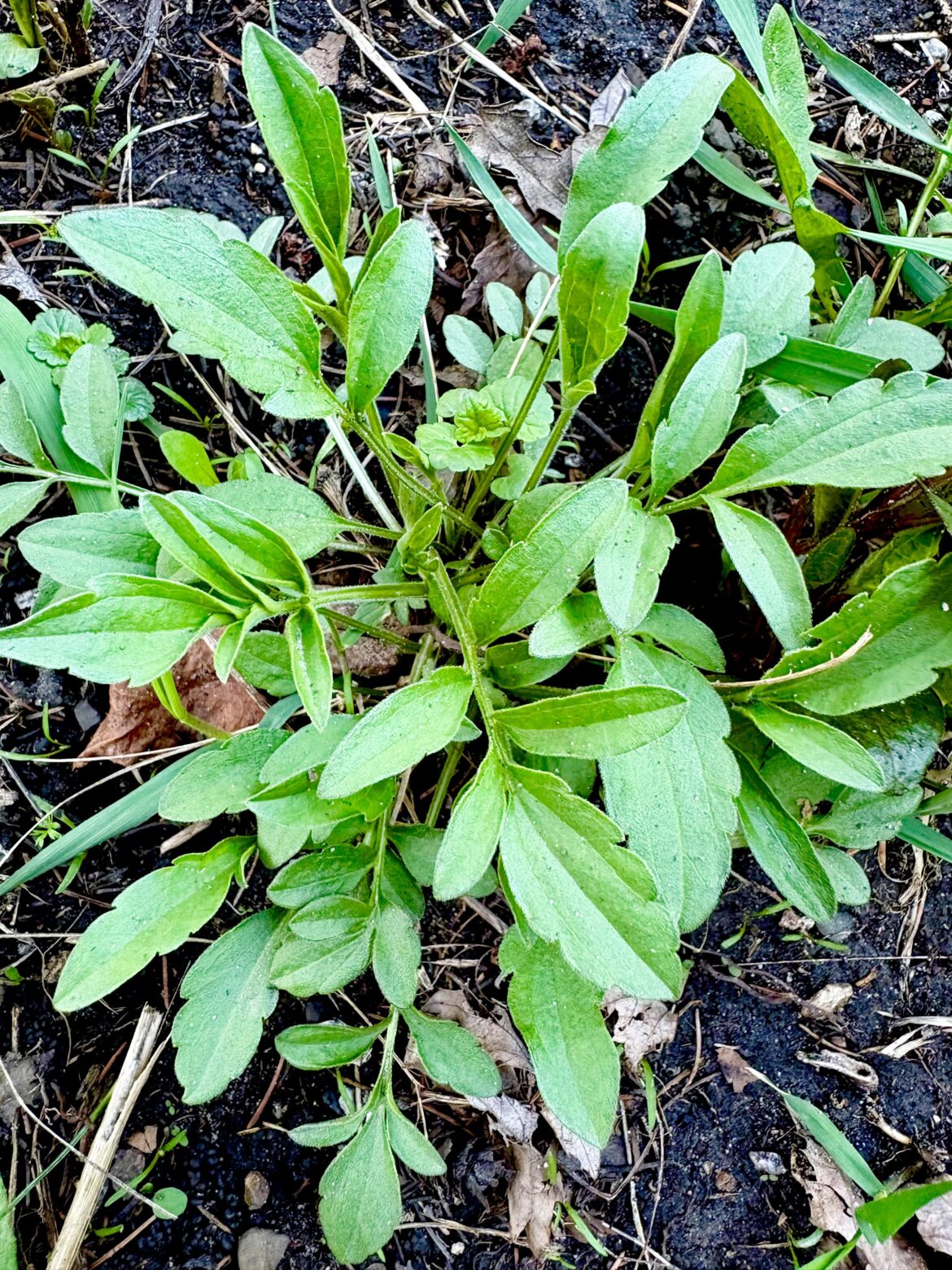 Greyhead Coneflower coming up for emerging pollinators 🌱