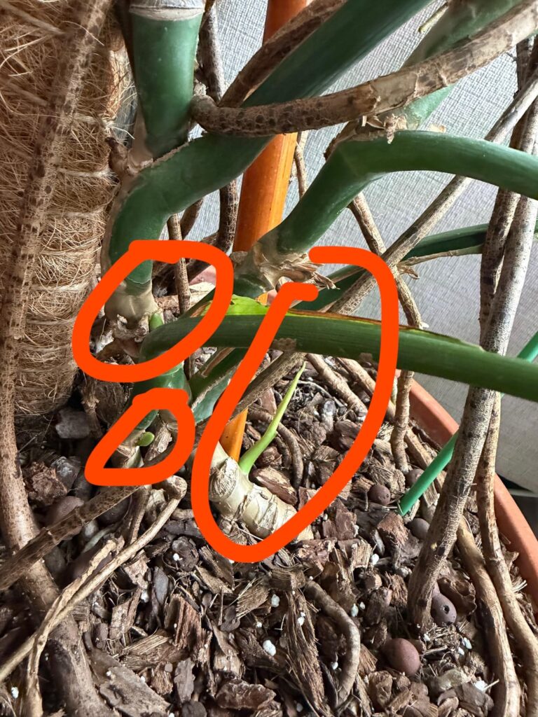 Uhh… is my monstera having babies?