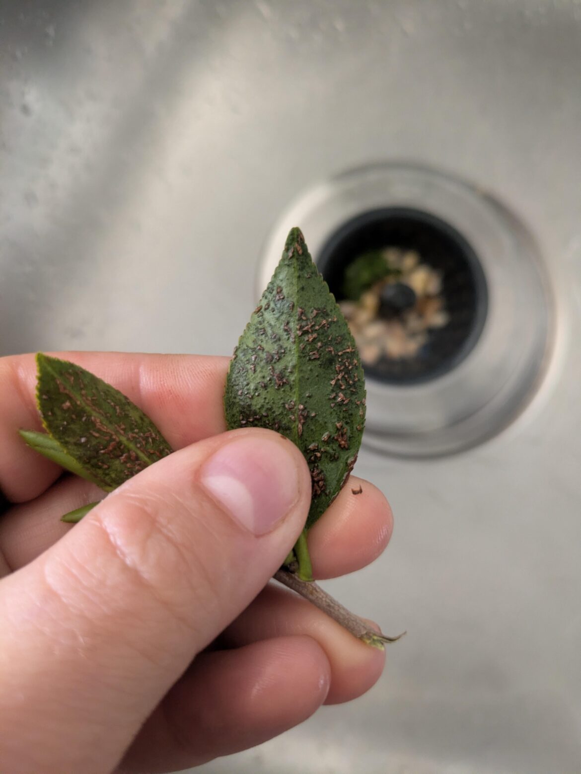 Mold/fungus/pest?