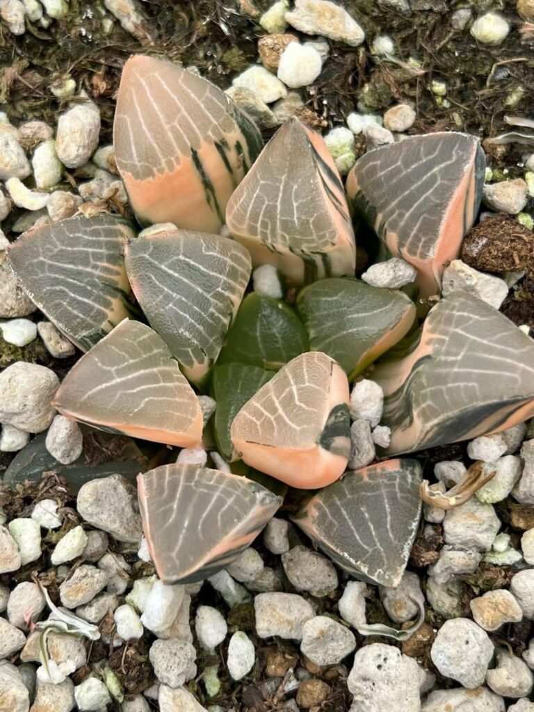 correcta variegate recovered in spring 😁
