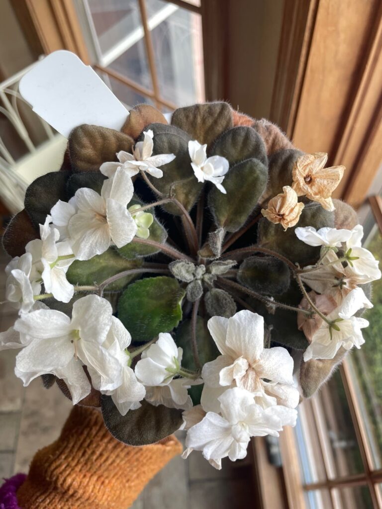 Yikes! What happened, and do we think I can propagate from this leaf? Yikes! What happened, and do we think I can propagate from this leaf?
