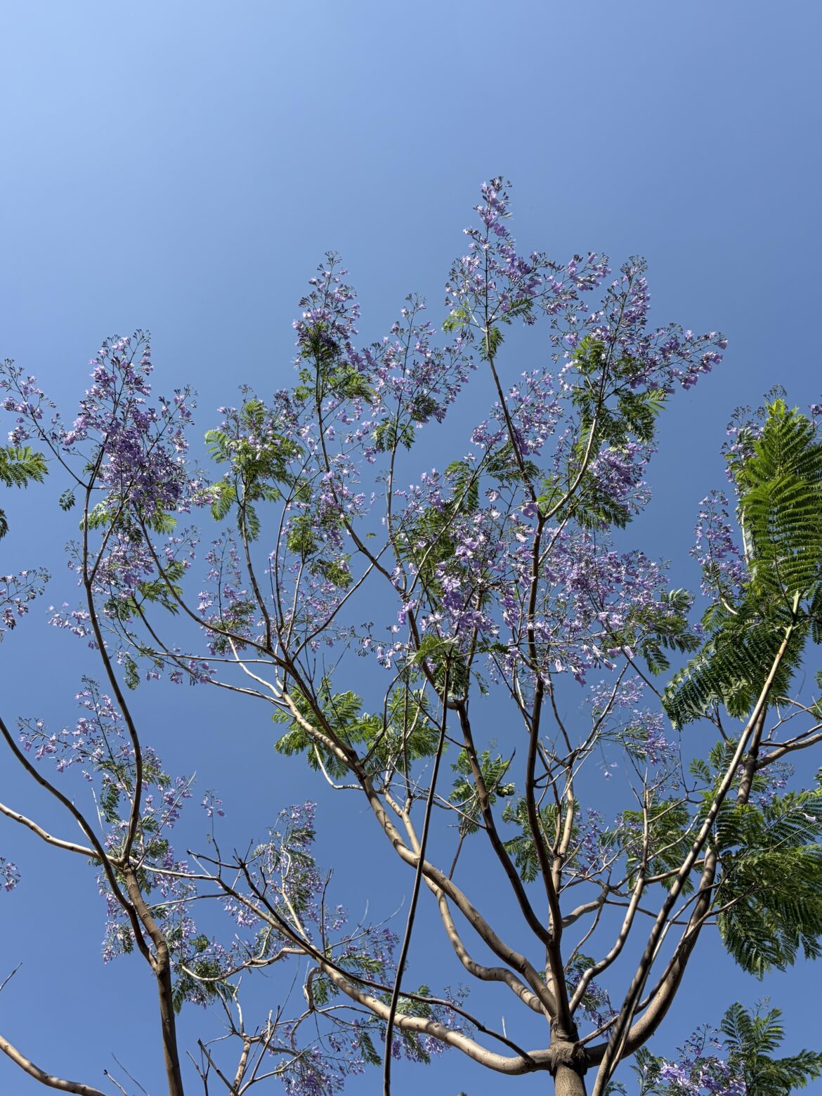 Purple blossoms under a clear blue sky