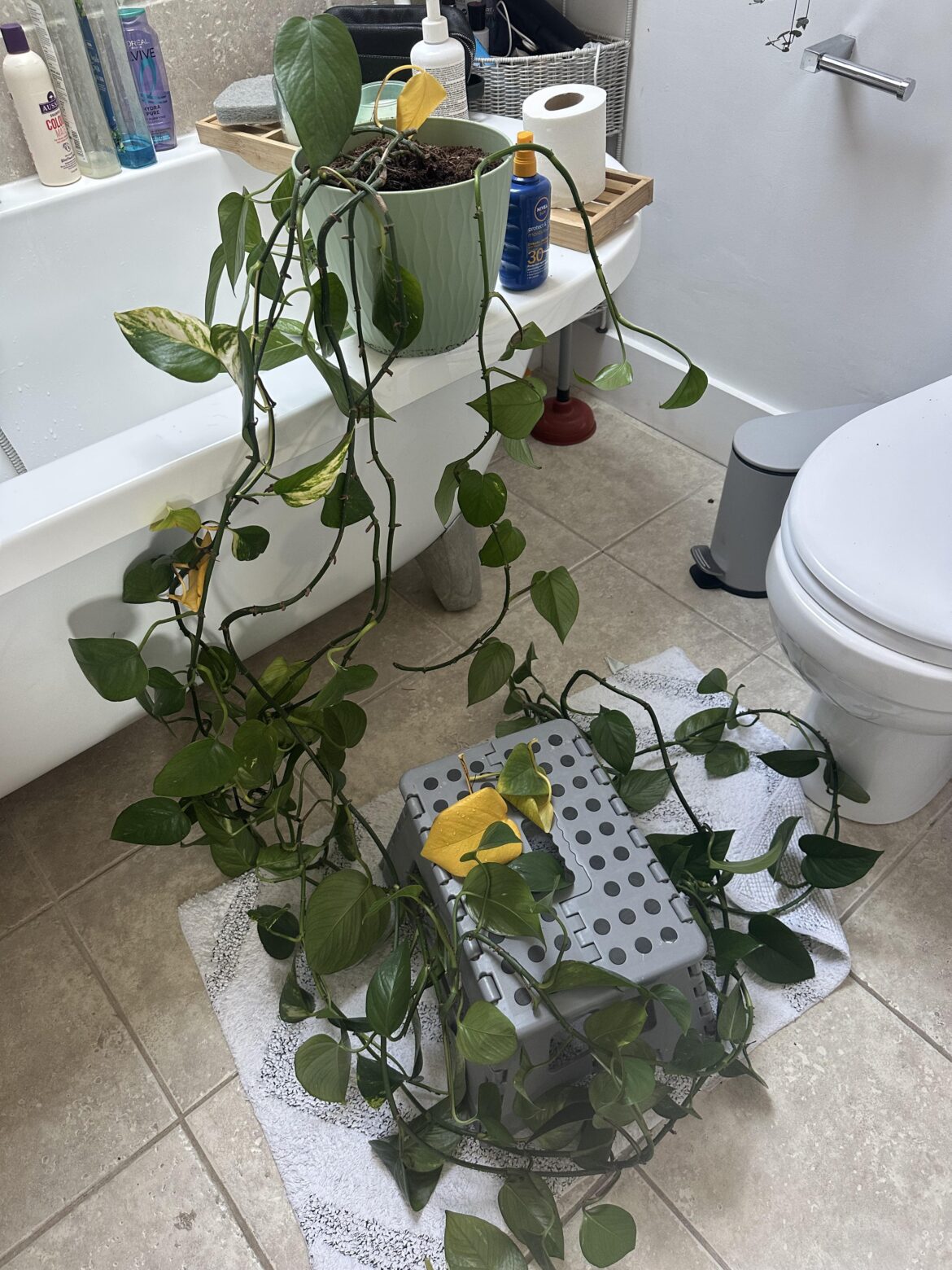 Need help! Pothos yellowing and dropping leaves Need help! Pothos yellowing and dropping leaves