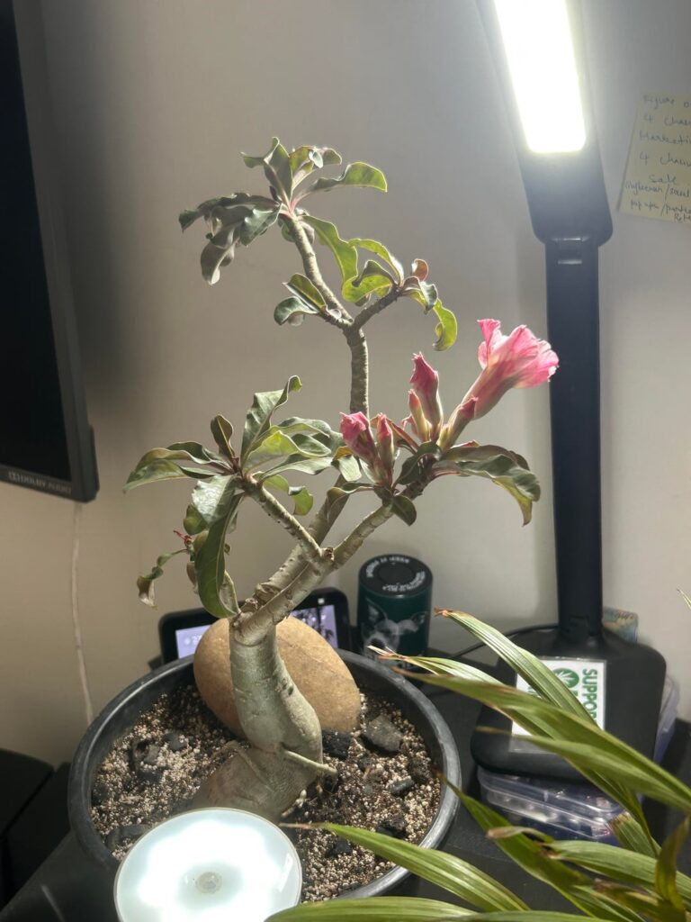 First Bonsai Ever!!