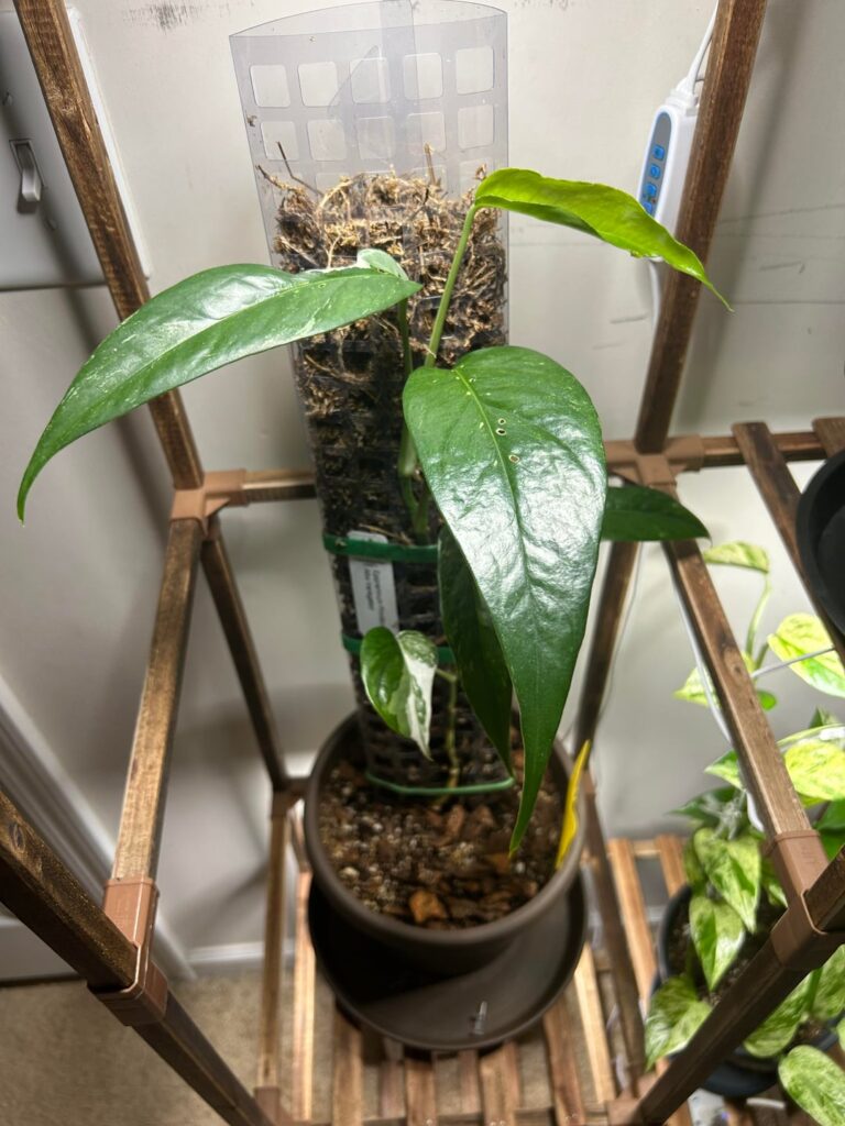 My Albo just started putting out big leaves but…. My Albo just started putting out big leaves but….