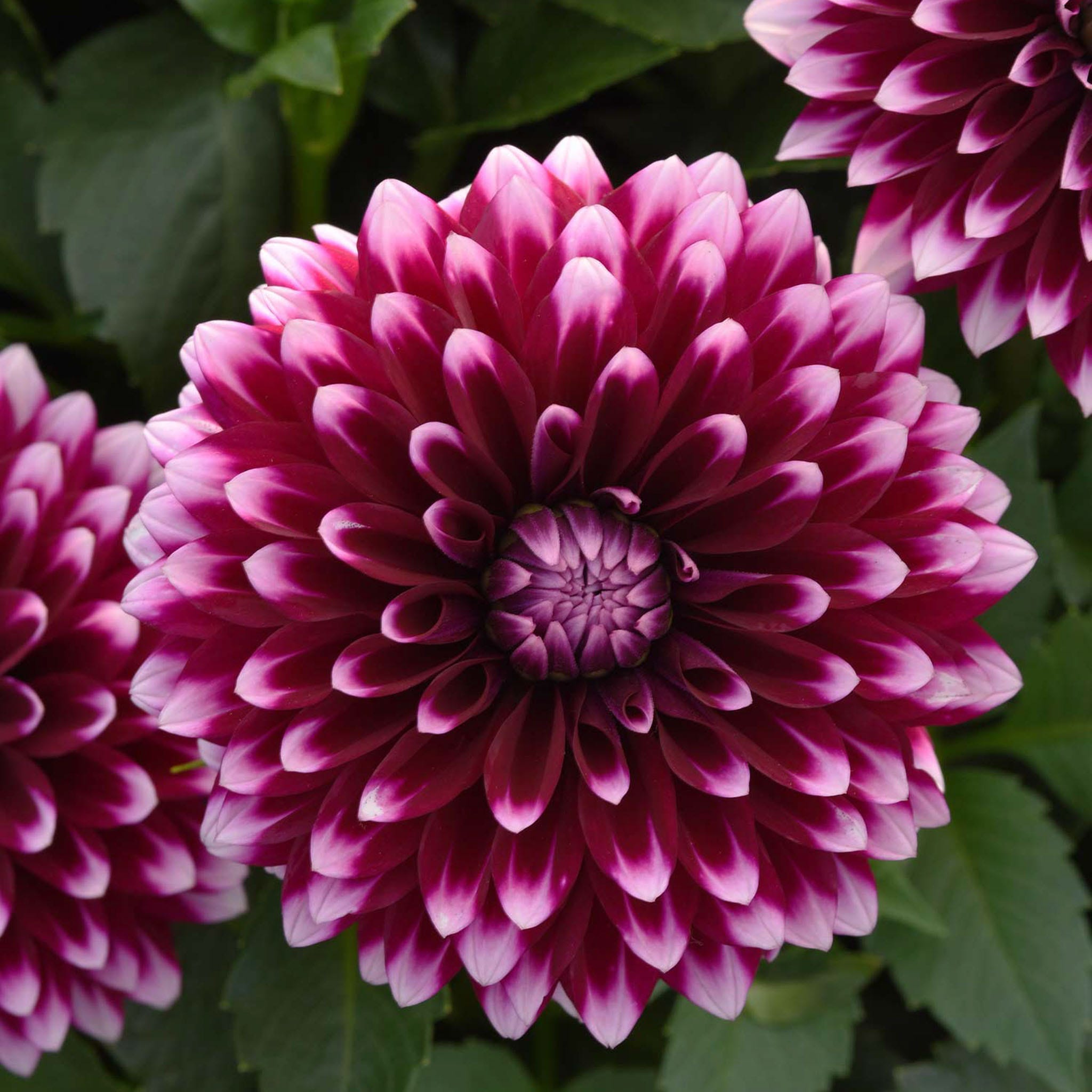 Dahlia, Dalaya Purple &amp; White Plants