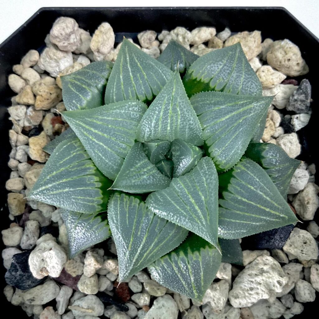 A three year old haworthia grown from seed I received from Renny A three year old haworthia grown from seed I received from Renny