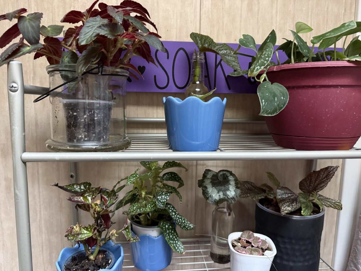 My Begonia collection is finally starting again