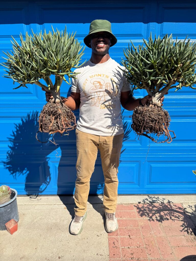 Aloe ramosissima double fists