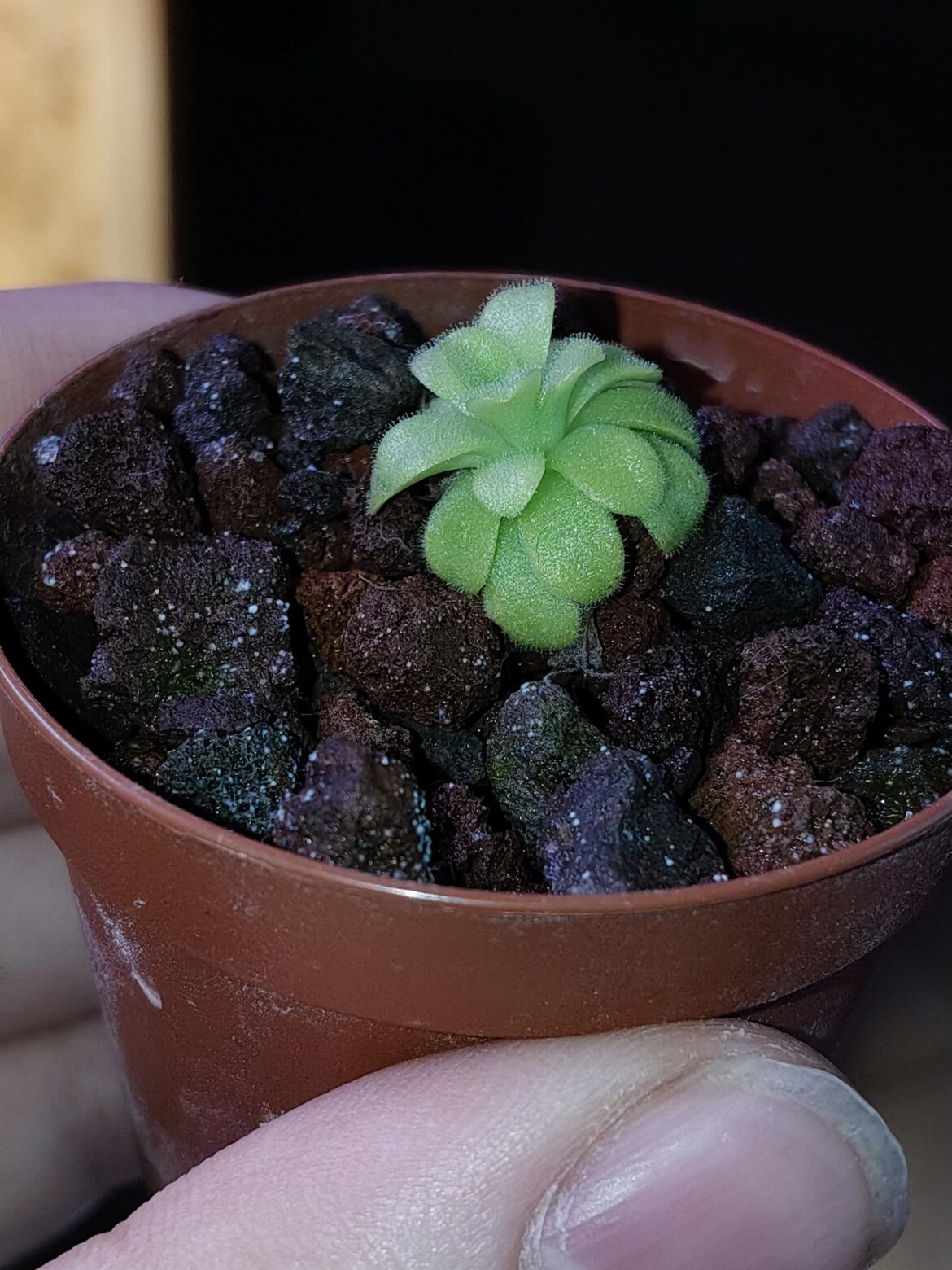 baby ping