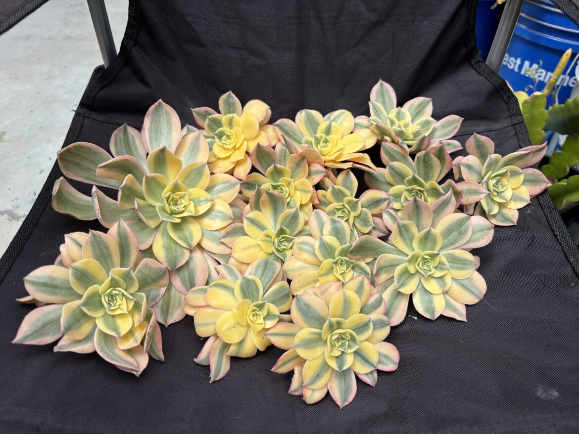 My neighbor gifted me these… variegated pink which?