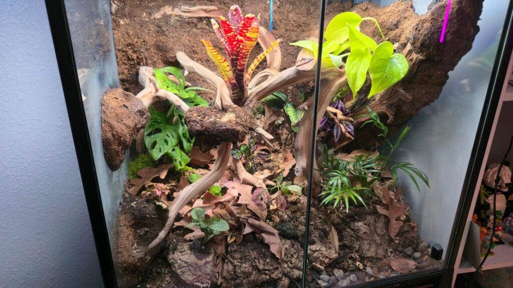 Fresh 20x18x24 Tropical Vivarium