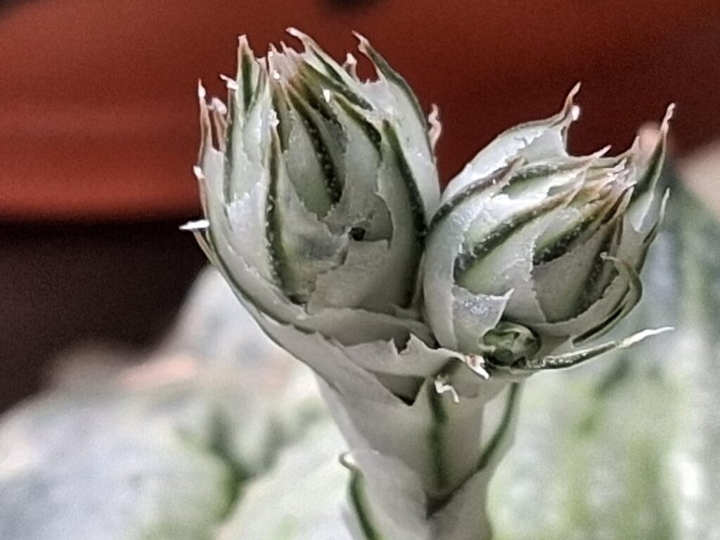 Double haworthia flowers on haworthia kyounokoi