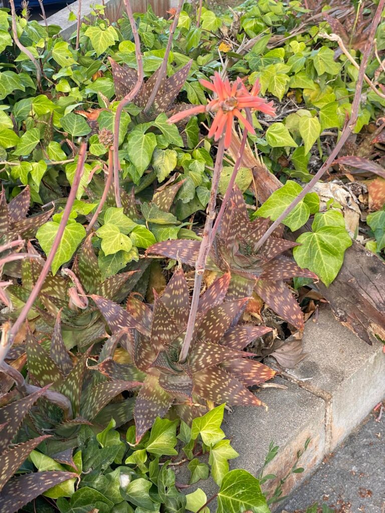 We found an amazing amount of aloe maculata while walking