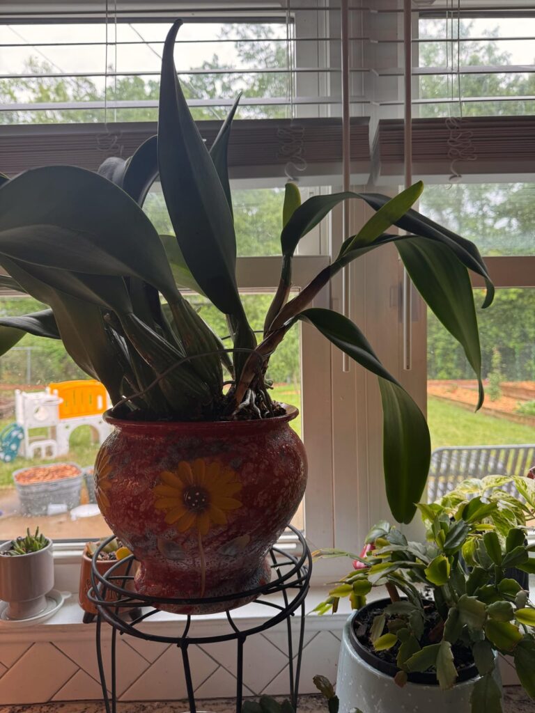 I’m gonna have break this pot soon and I’m wishing I planted this bad boy in something uglier.