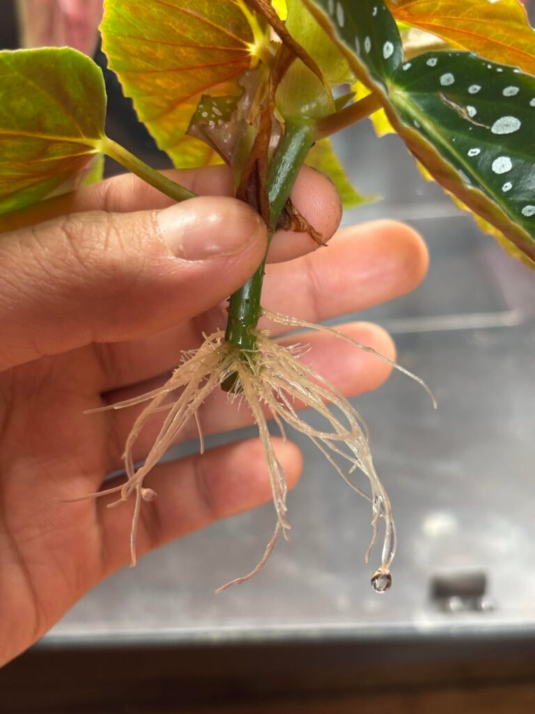 Is my begonia maculata cutting ready to be potted??