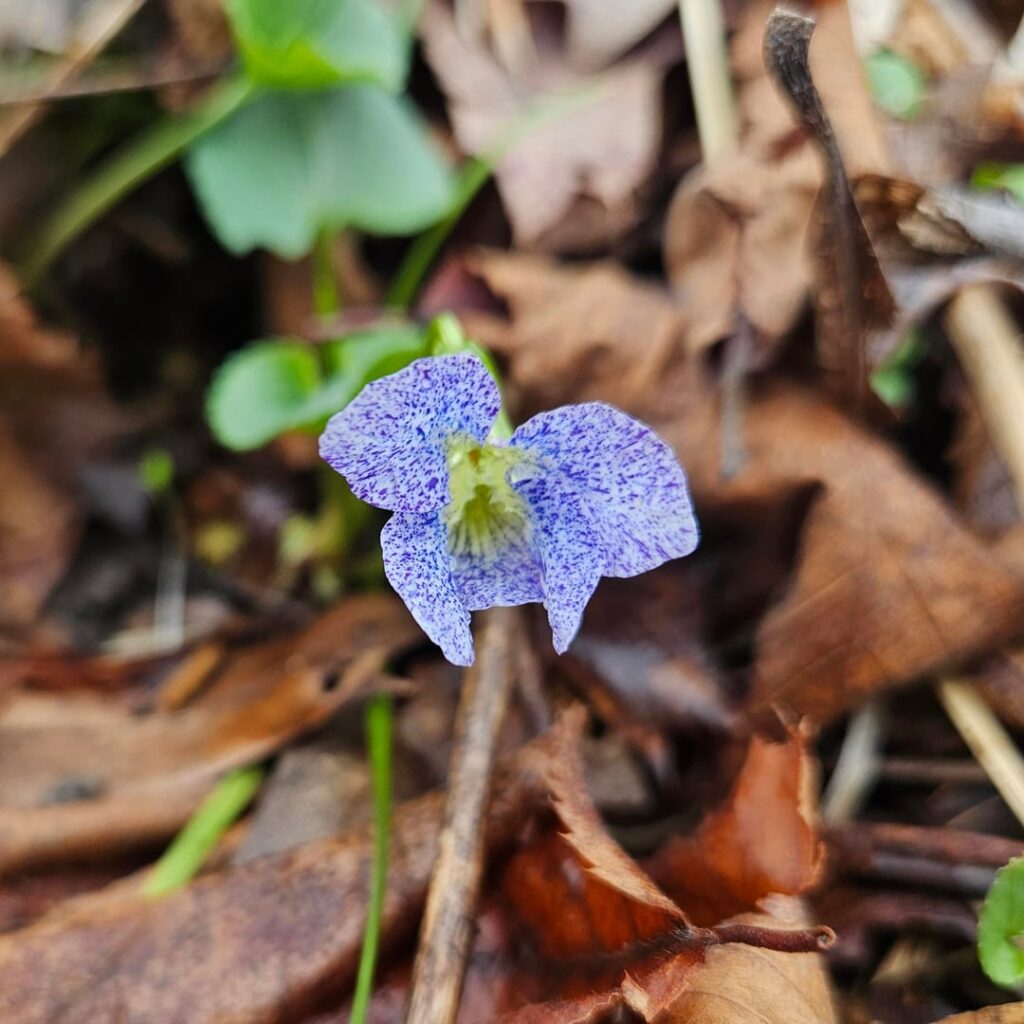 Unique Violet variation