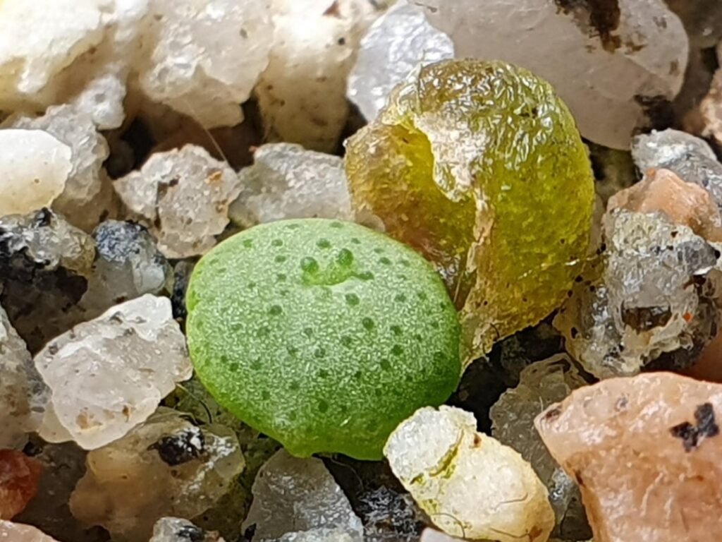 Conophytum crateriforme