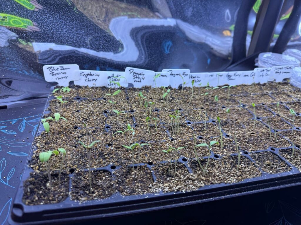 First time growing. Day 10, how are we looking?