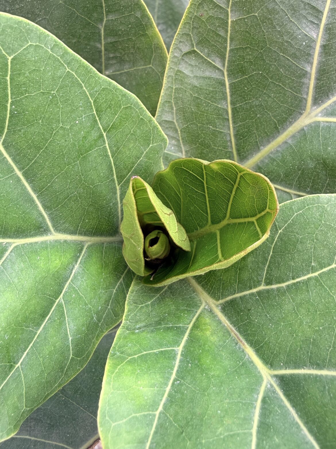 New leafs