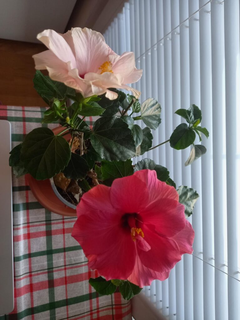 Got this hibiscus as a Women's Day gift from my bf last month 🌺