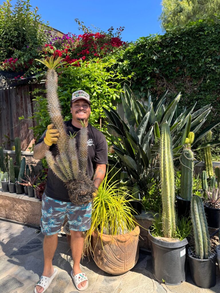 Pachypodium got some bigger shoes today!