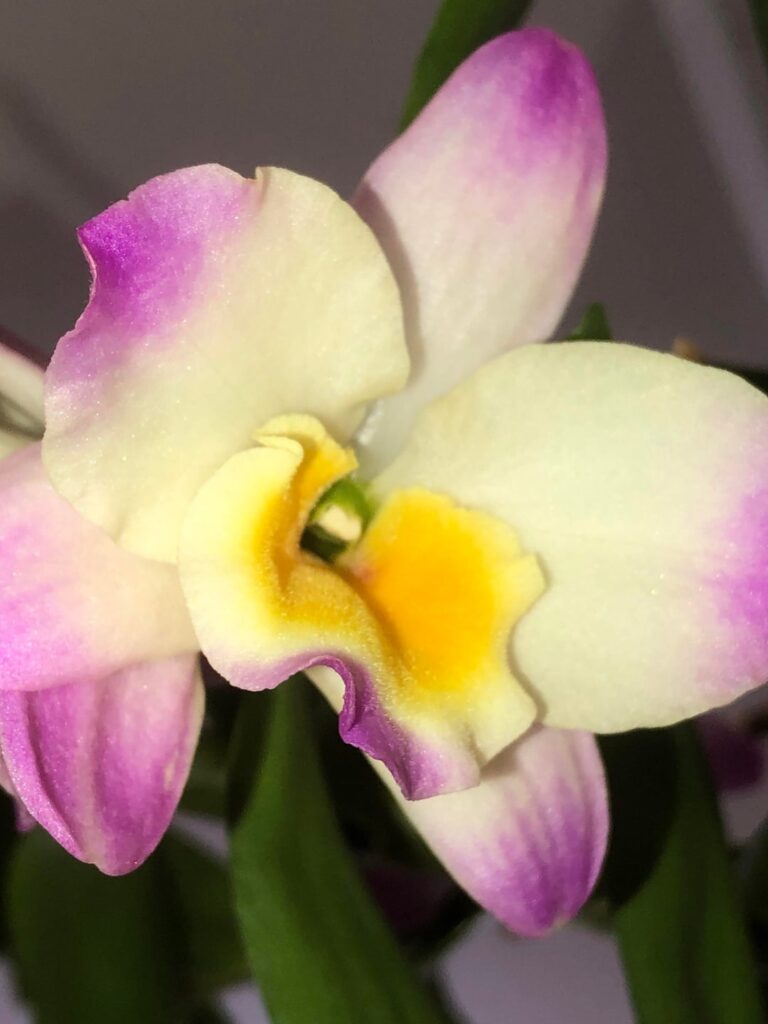 Got this huge Dendrobium Nobile today! Got this huge Dendrobium Nobile today!