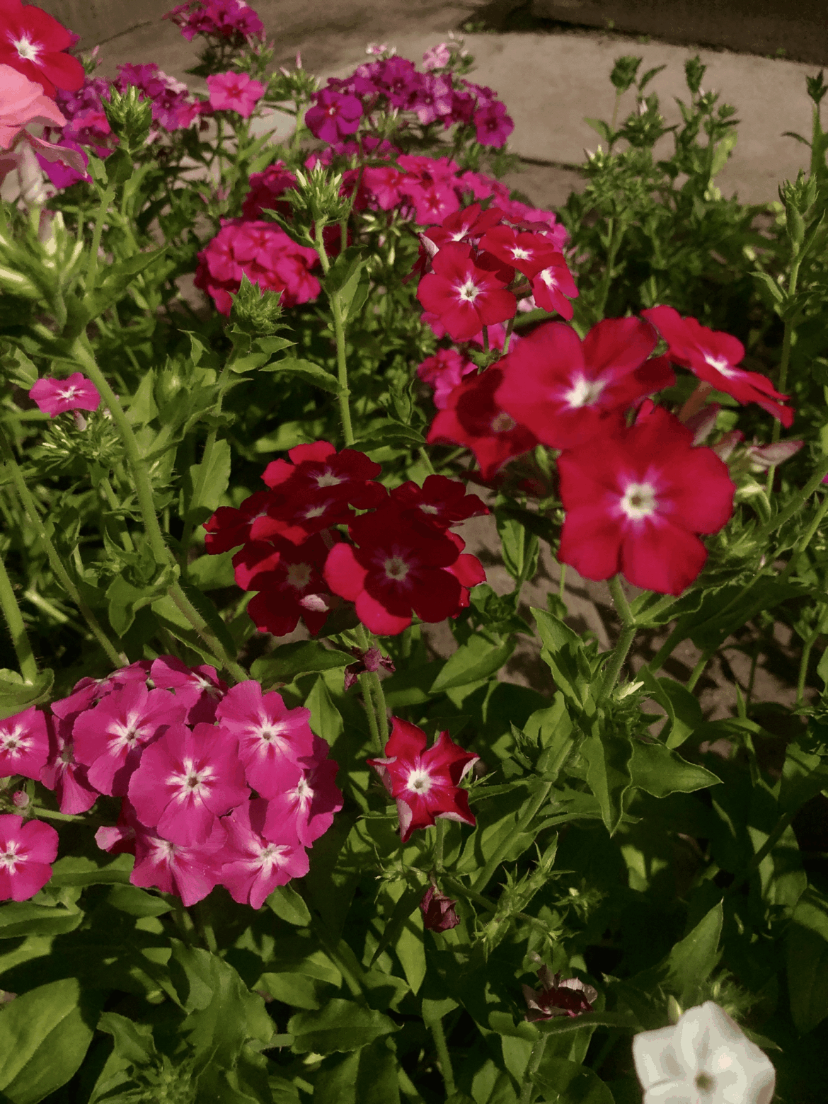 Some flowers from my garden