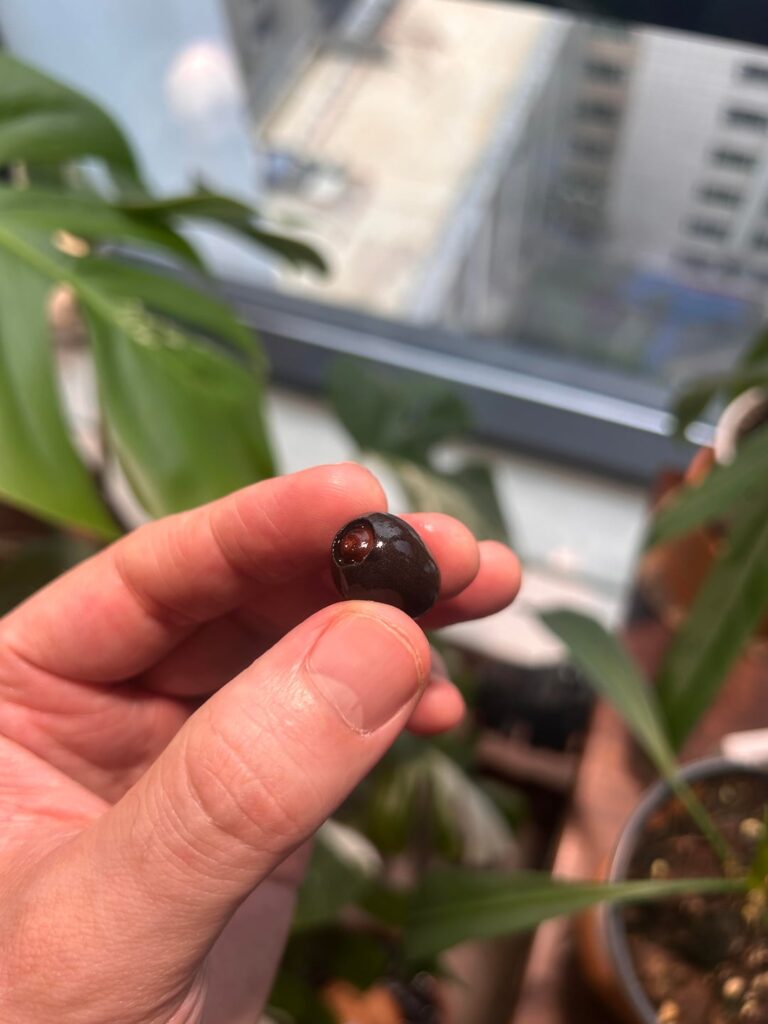 I received the wrong seeds… and now I have a mystery plant