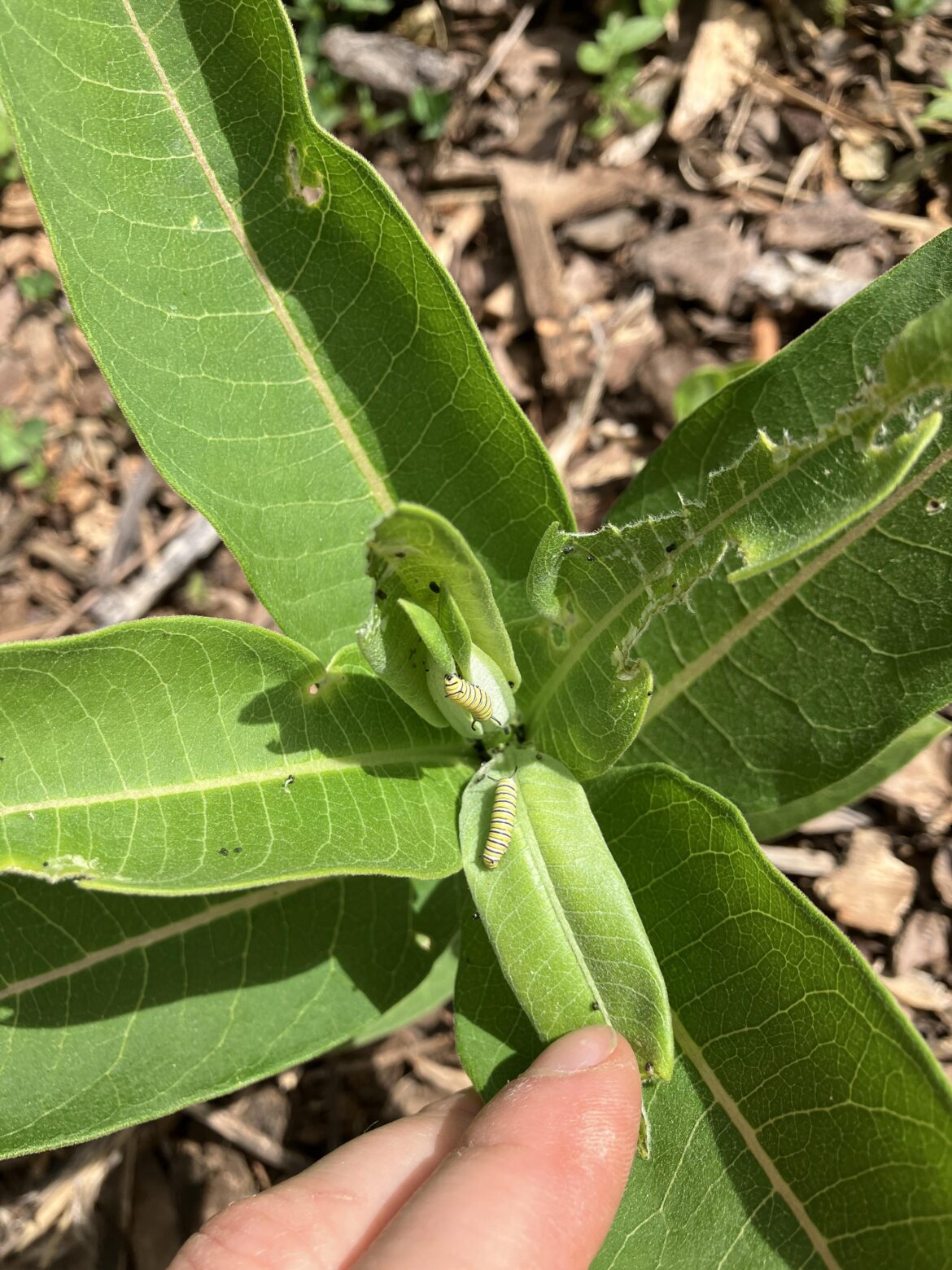 Monarchs already