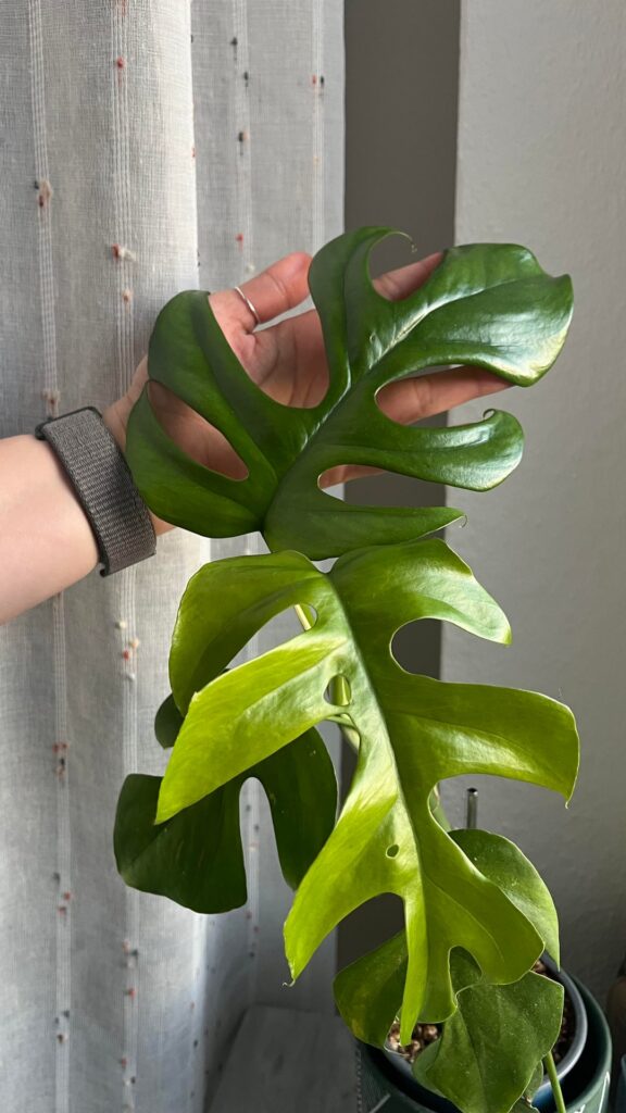Shocked by the size 🤭 Shocked by the size 🤭