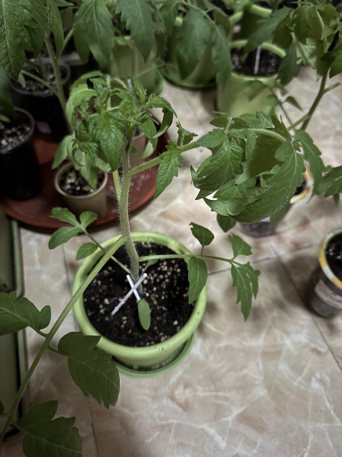 Why are my tomato leaves curling up?