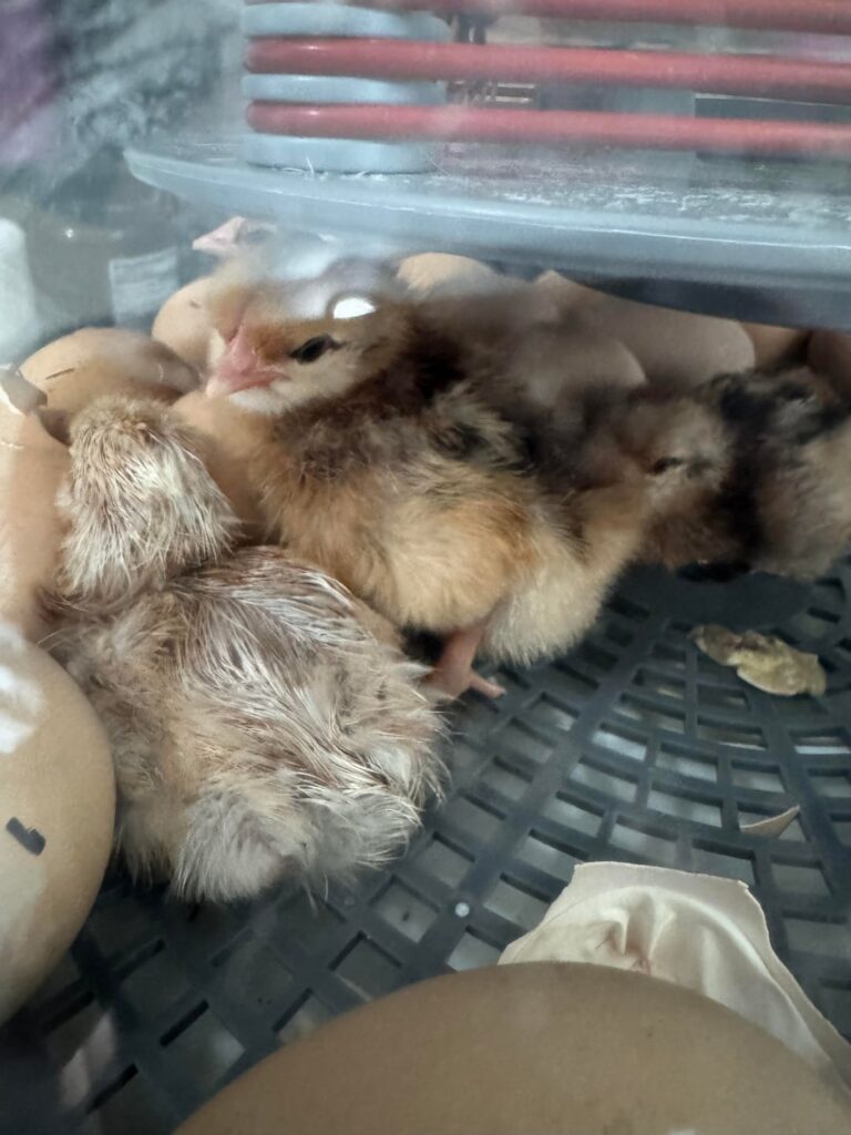 First hatch from the incubator!