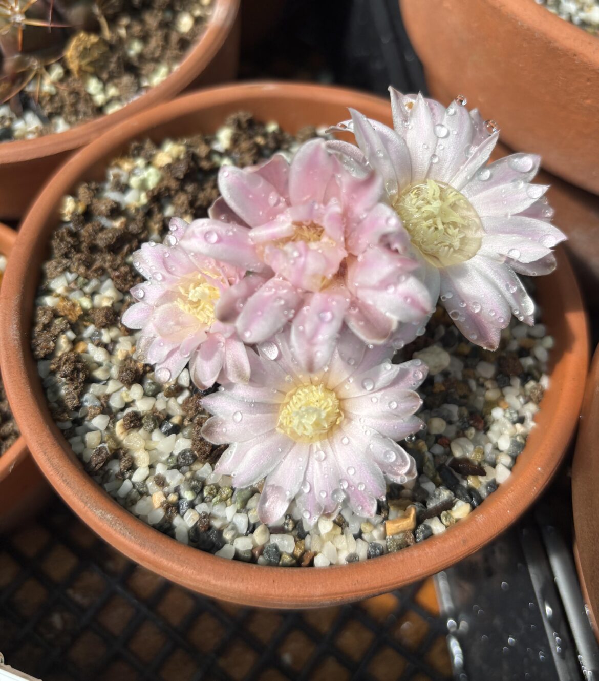 Blooms make me happy