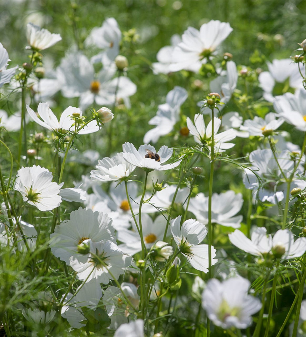 white cosmos