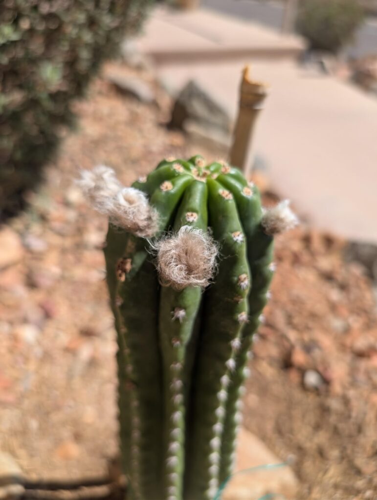 FLOWERS – OMG!!! FLOWERS - OMG!!!